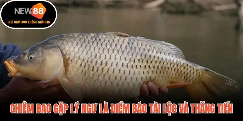 Giải mã giấc mơ thấy cá chép điềm báo tài lộc và thăng tiến sắp ập đến