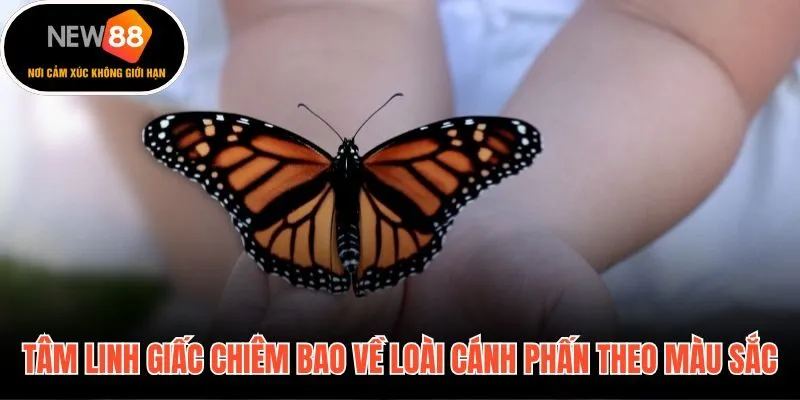 Giải mã giấc mơ thấy bướm qua từng màu cánh phấn bí ẩn